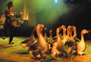 Ganzenfanfare in Edda Huzid