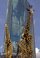 giraffen